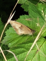Maniola jurtina