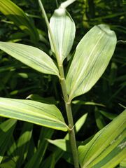 Pleioblastus auricomus