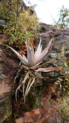Aloe castanea