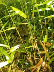 Pleioblastus auricomus