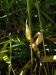 Pleioblastus auricomus