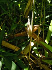 Pleioblastus auricomus