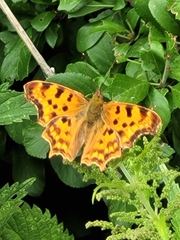 Polygonia c-album