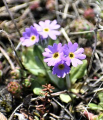 Primula laurentiana