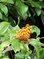 Polygonia c-album