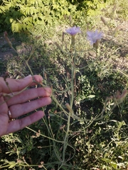 Lactuca tatarica