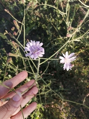 Lactuca tatarica