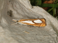 Catoptria pinella