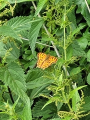 Polygonia c-album