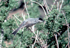 Polioptila nigriceps