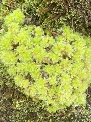 Sphagnum compactum