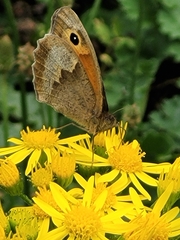 Maniola jurtina