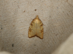 Aleimma loeflingiana