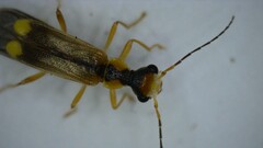 Malthinus seriepunctatus