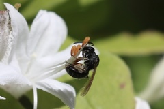 Andrena cornelli