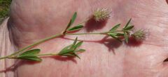 Trifolium arvense