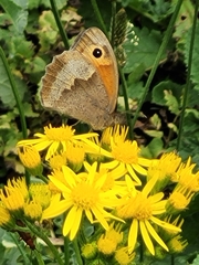 Maniola jurtina