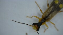 Malthinus seriepunctatus