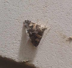 Drasteria picta