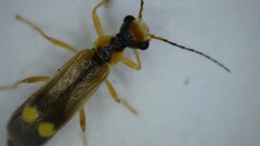 Malthinus seriepunctatus