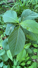 Persicaria virginiana
