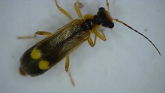 Malthinus seriepunctatus