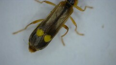 Malthinus seriepunctatus