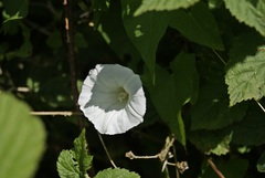 Calystegia sepium sepium