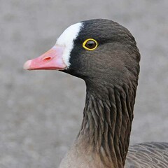 Lesser White-Fronted Goose photo 2