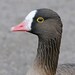 Lesser White-fronted Goose - Photo (c) Ross Elliott, some rights reserved (CC BY)