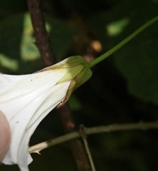 Calystegia sepium sepium