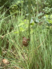 Lyristes plebejus