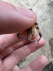 Melanoplus bispinosus