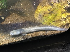 Gobioides broussonnetii