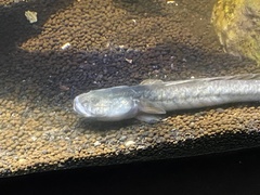 Gobioides broussonnetii