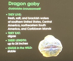 Gobioides broussonnetii