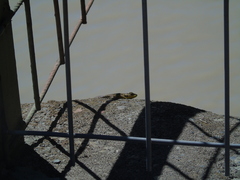Liolaemus tenuis