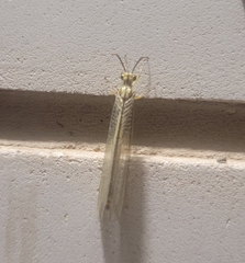 Myrmecaelurus