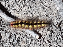 Acronicta euphorbiae