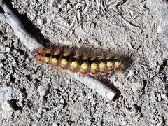 Acronicta euphorbiae