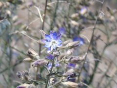 Malesherbia linearifolia