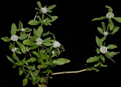 Spermacoce dasycephala