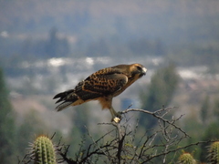 Geranoaetus polyosoma