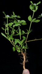 Spermacoce dasycephala