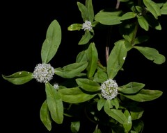 Spermacoce dasycephala