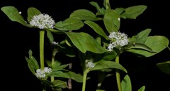 Spermacoce dasycephala