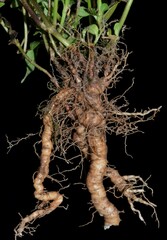 Spermacoce dasycephala