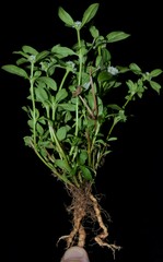 Spermacoce dasycephala