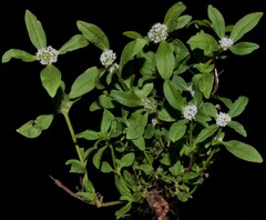 Spermacoce dasycephala