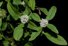 Spermacoce dasycephala